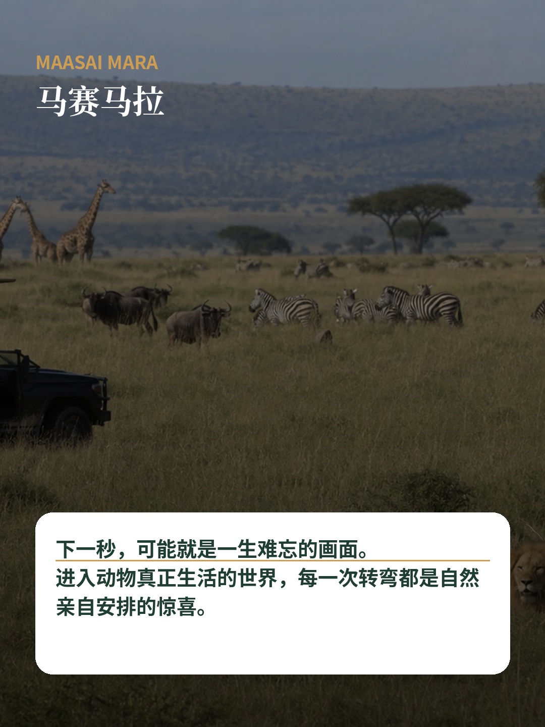 马赛马拉国家保护区